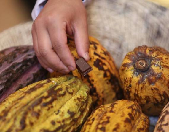 Ecuador fue el primer lugar del planeta en el que los humanos utilizaron el cacao, según estudios
