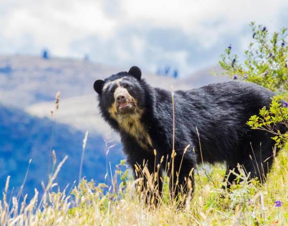 Los osos de anteojos en los Andes ecuatorianos