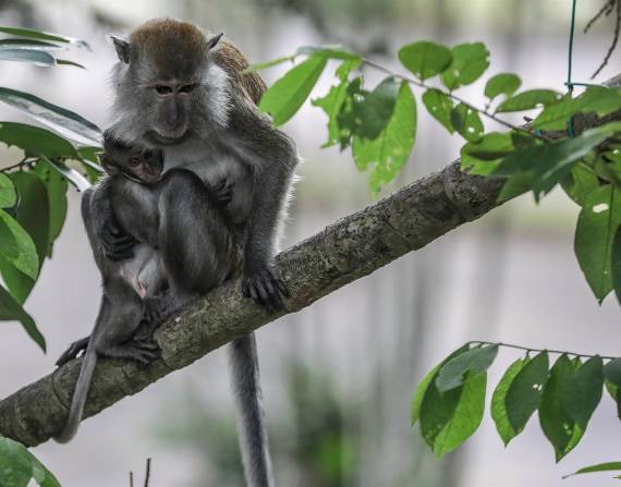 Fotografía de archivo de un macaco cangrejero alimentando a su cría.