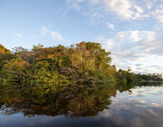 Las aguas del Yasuní lucen como espejos junto a la espesa vegetación con cientos de especies de animales.