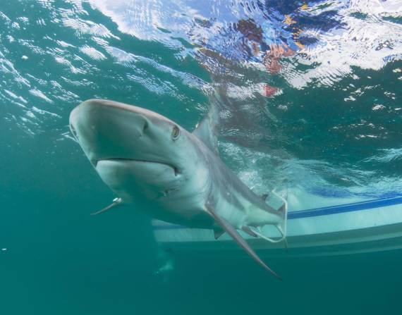 Nueve personas perdieron la vida en 2021 a causa de mordeduras de tiburón no provocadas.