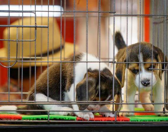 Rescatan en Estados Unidos a 4.000 perros a los que iban a usar para experimentos farmacéuticos