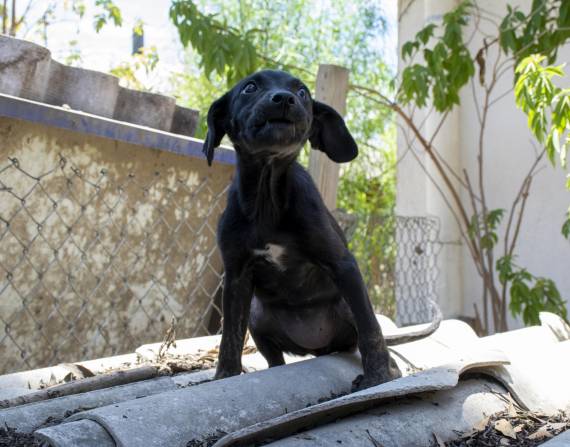 La Unidad de Bienestar Animal (UBA) busca hogares temporales para 20 canes.