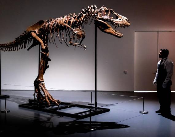 Un empleado de Sotheby's de pie frente a un esqueleto del gorgosaurio, el primero que se ofrece en una subasta.