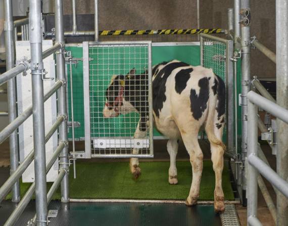 Una vaca entra a una jaula especial donde ha sido entrenada a orinar.