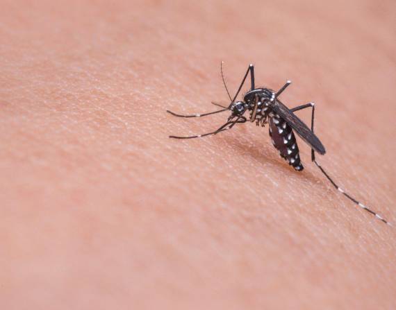Guayaquil registra 700 casos de dengue en lo que va del año