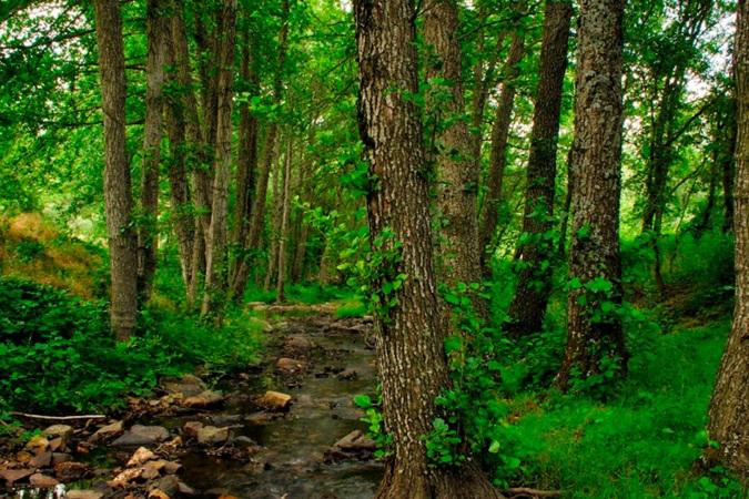 Alianza ecologista ve crucial dictamen a favor de bosque protector en Ecuador