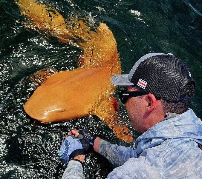Hallazgo único en Costa Rica: capturan un tiburón nodriza de color naranja brillante