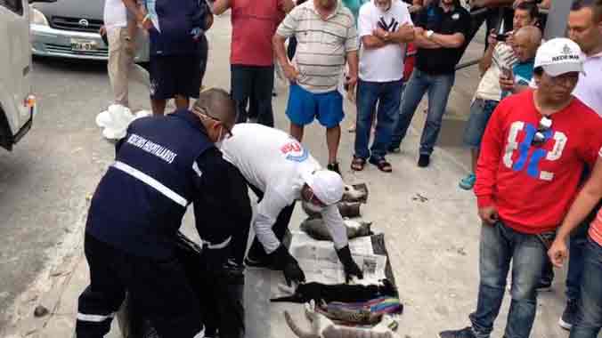 Conmoción en Manta por 16 gatos envenenados