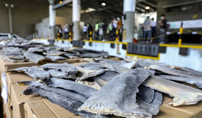 En Ecuador se desembarcan al menos 200.000 tiburones al año, afirma experto
