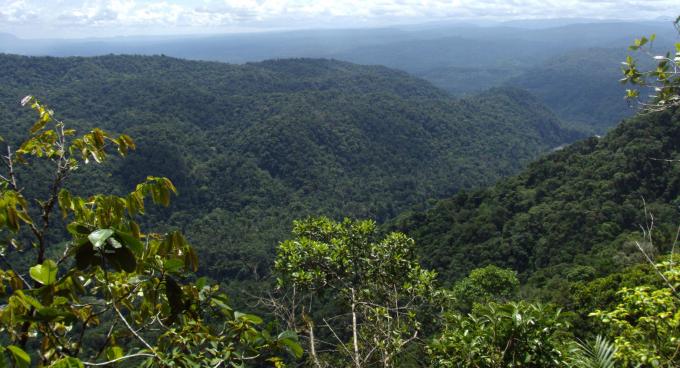 Ecuador recibe 18,5 millones de dólares para sus bosques