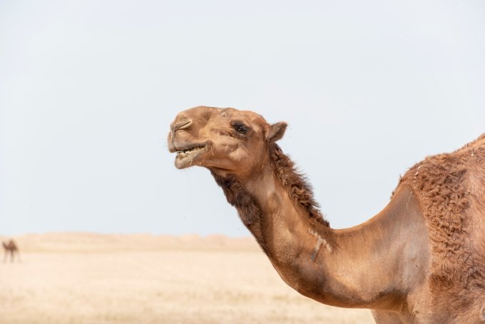 Francotiradores matarán a 10.000 camellos salvajes en Australia por la sequía