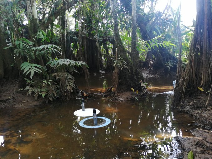 Describen nueva especie de árbol, raro y endémico en Ecuador