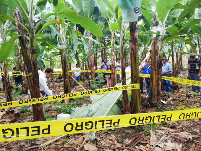 Autoridades ejecutan controles contra &#039;Mal de Panamá&#039;