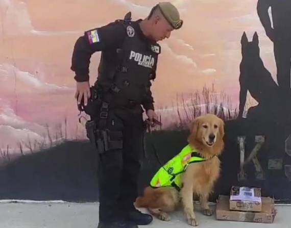 Imagen del can Lucas junto al paquete de droga que logró detectar en el aeropuerto de Quito.