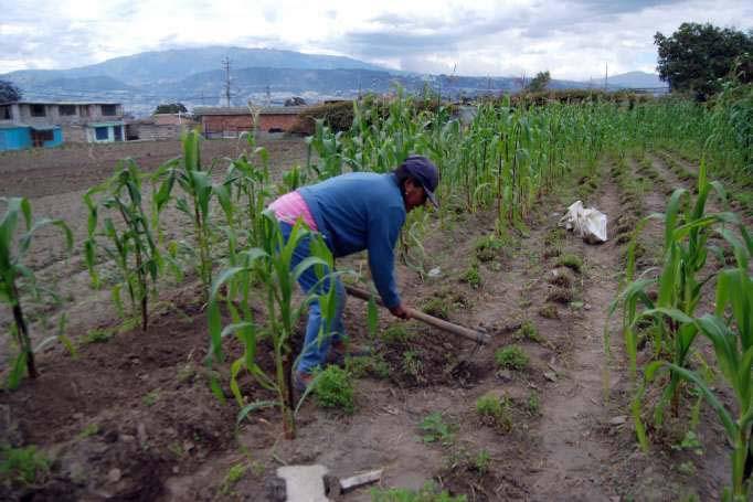 Gremios agropecuarios temen pérdidas en Ecuador por falta de recursos