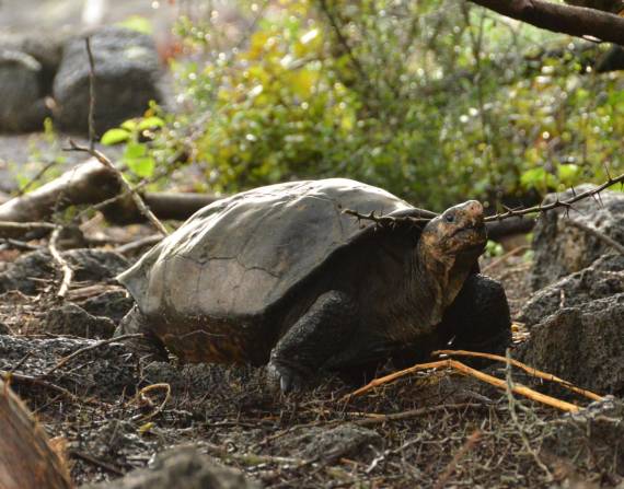 Fernanda, la única tortuga gigante fernandina vive ahora en el Centro de Cría de Tortugas Gigantes del Parque Nacional de Galápagos, en la isla de Santa Cruz. EFE/ Cortesía de Galápagos Conservancy