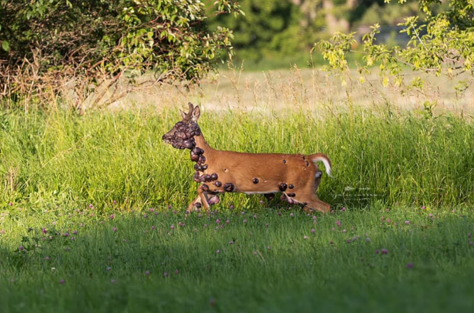 Ciervos con tumores generan alarma en EE.UU.
