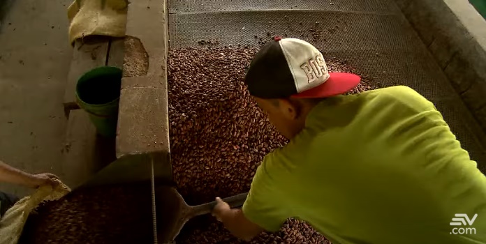 Sector cacaotero del Ecuador se declara en estado de emergencia