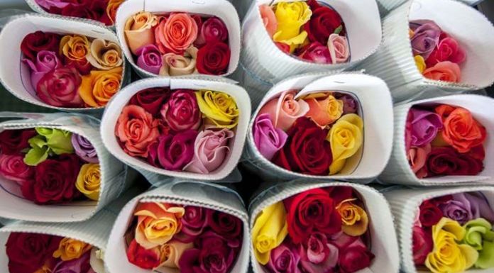 Récord en ventas de flores ecuatorianas por San Valentín