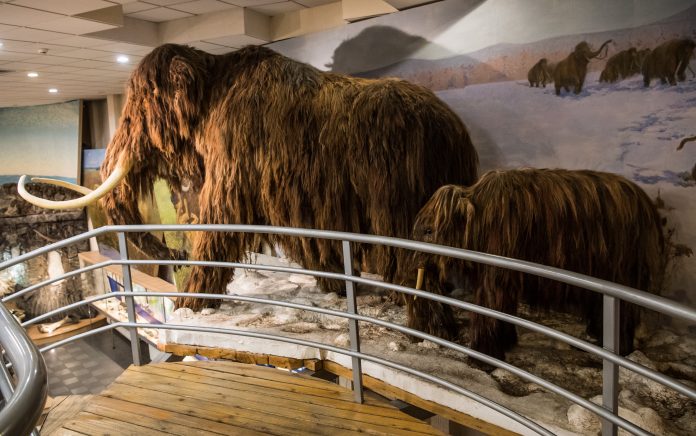 Hallan restos de unos 60 mamuts donde se construye aeropuerto mexicano