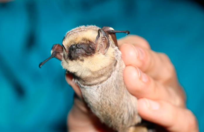 Galápagos: Diminuto mamífero volador pone de cabeza a científicos