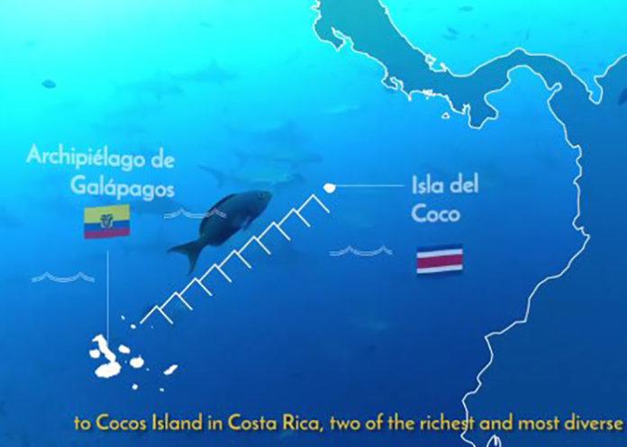 Expedición de migravía marina entre Ecuador y Costa Rica llega a Galápagos