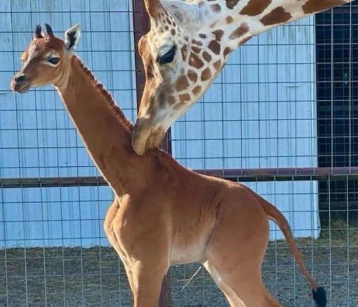 Nace una jirafa sin manchas en un zoológico de Tennessee