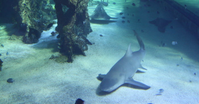 Recuperan tiburón robado de acuario en Texas