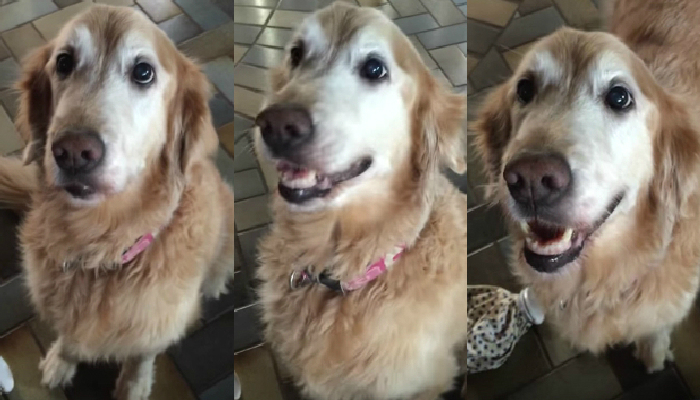(VIDEO) Así reacciona un perro al enterarse de que no tiene cáncer