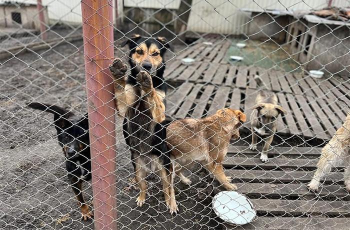 Ecuatorianos huyeron de la guerra en Ucrania con más de 86 mascotas