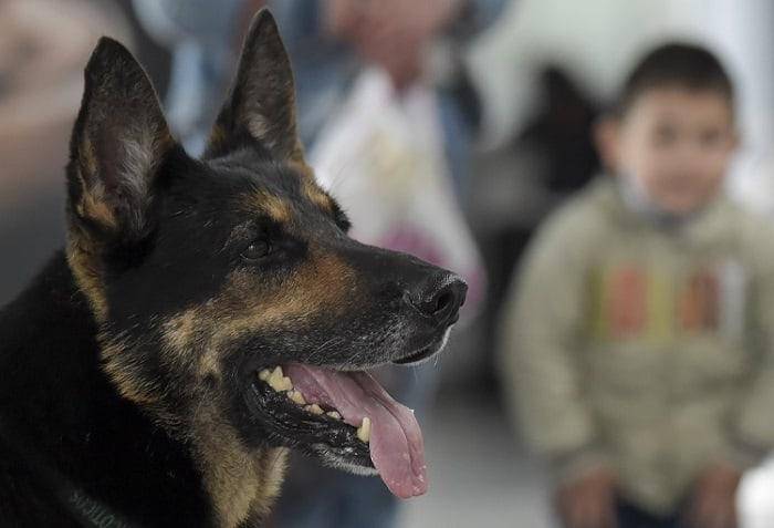 9 perros envenenados por delincuentes en Quito