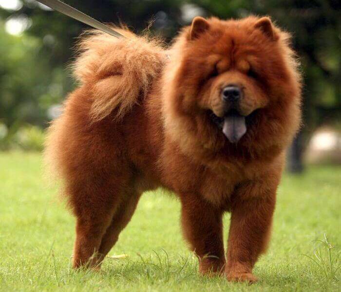 Entierran vivo a un perro; ofrecen recompensa por culpable