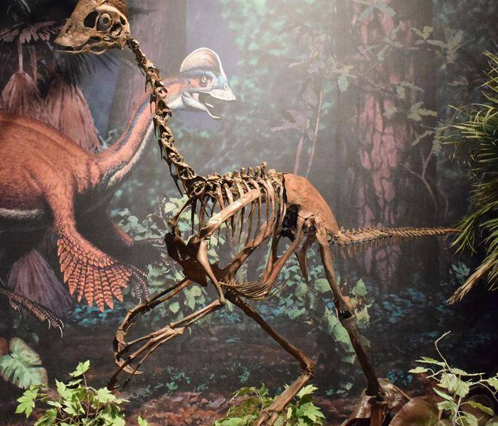 Descubren un dinosaurio apodado el 'pollo del infierno'