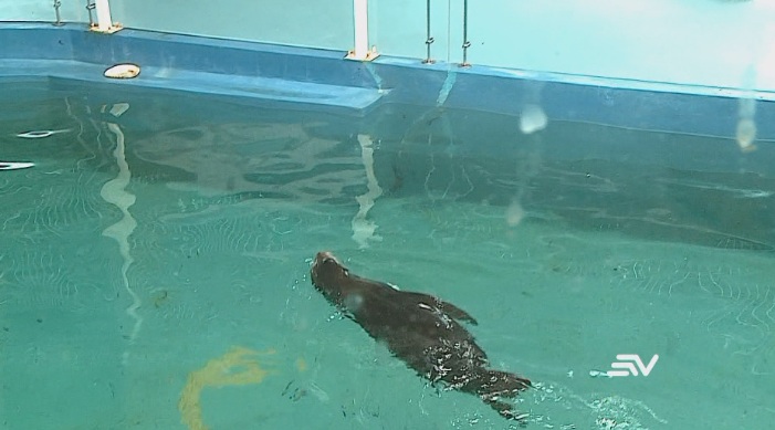 Lobo marino hallado en Guayaquil se recupera en Parque Marino Valdivia