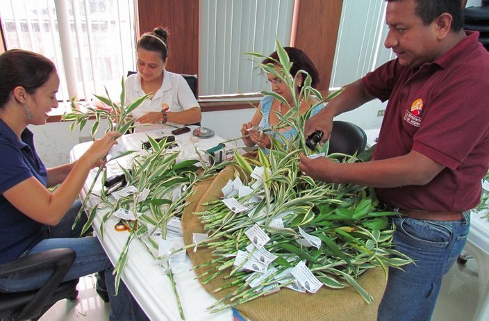 Miles de feligreses recibirán plantas de bambú este &#039;Domingo de Ramos&#039;
