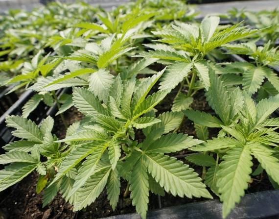 Nueva York tendrá primer dispensario de marihuana legal antes de Año Nuevo