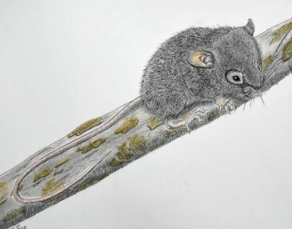 Gráfico del Chilomys Carapazi, nueva especie de roedor que habita en los bosques nublados de Ecuador.