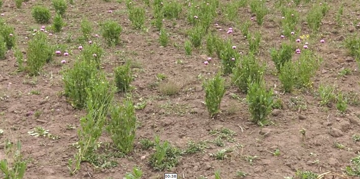 Autoridades hallan cultivo de amapola en el cantón Alausí