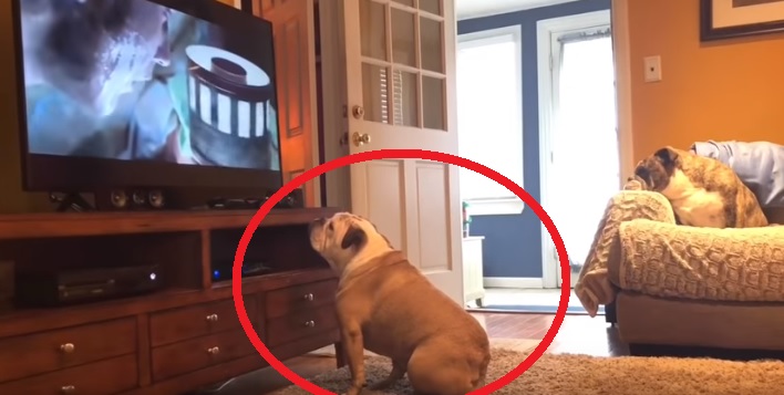 La reacción de este bulldog al ver una película de terror es viral
