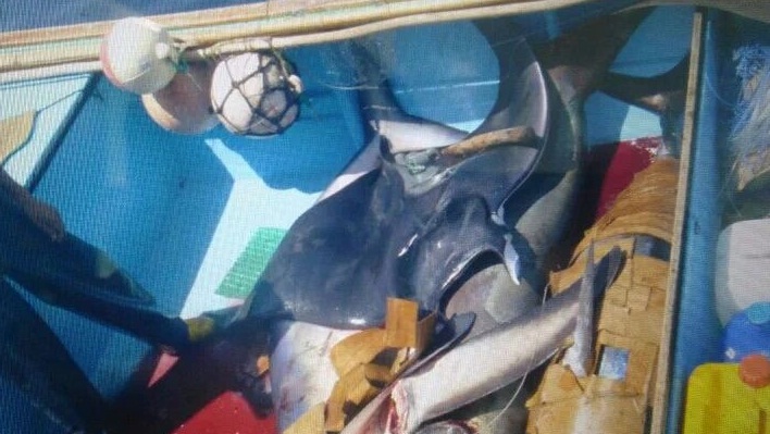 Autoridades detienen a 21 personas por pesca ilegal de tiburón en Galápagos