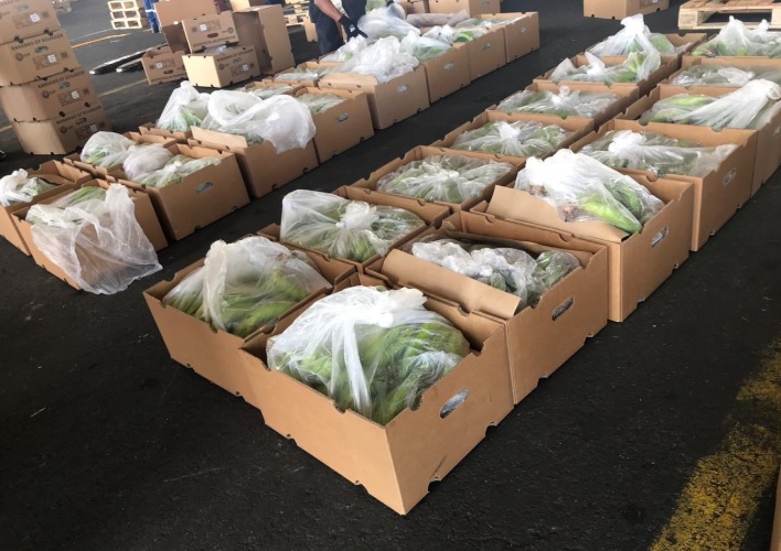 Decomisan droga camuflada en un cargamento de banano