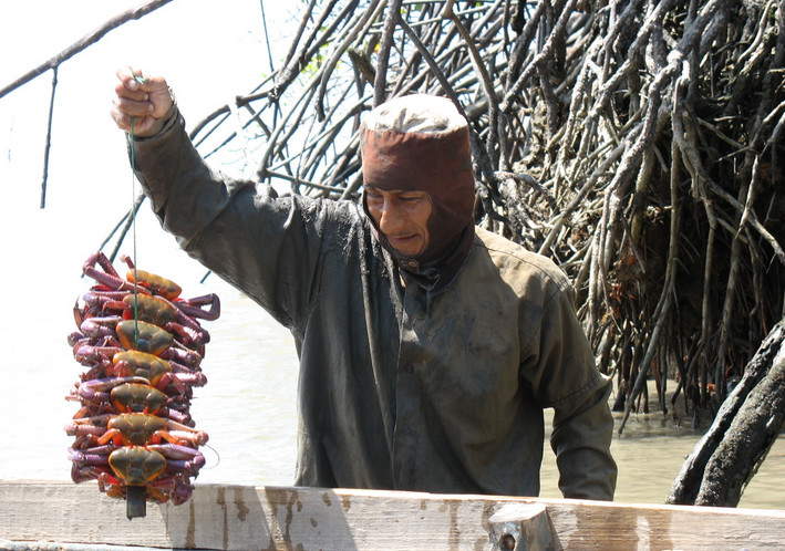 Cangrejeros del Golfo de Guayaquil, una tarea compleja y muchas veces minimizada