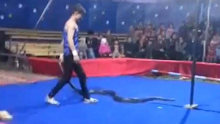 Murió estrangulado por una constrictor en plena función