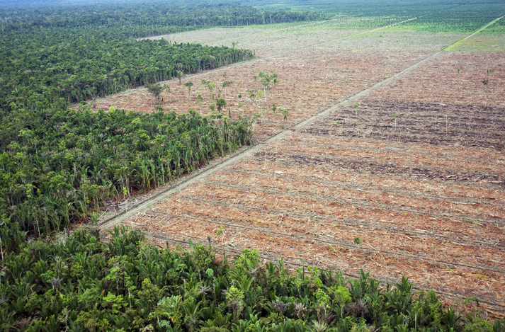 Deforestación amazónica en Brasil creció 215%, advierte ONG