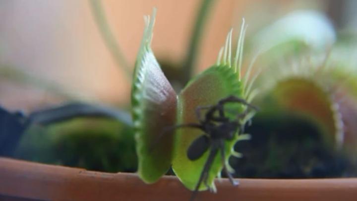 La impactante pelea entre una araña y una planta carnívora