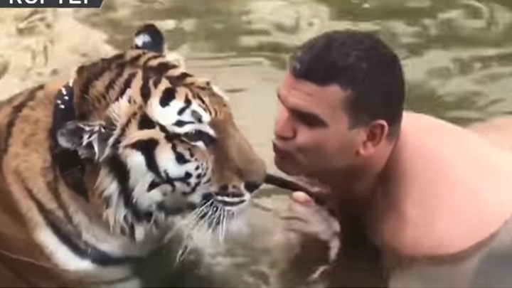 Insólito video: hombre se arma de valor y besa a un tigre