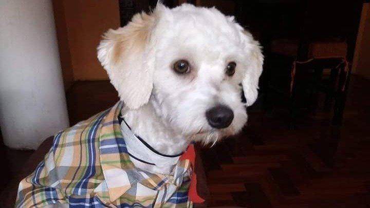 Firmas a favor de Luno, el perro ecuatoriano varado en el aeropuerto de Madrid