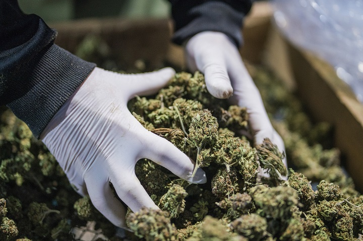 Uruguay proyecta exportar 50 toneladas de cannabis