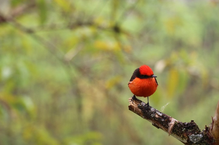 Galápagos registra el nacimiento de seis pichones de pájaro brujo
